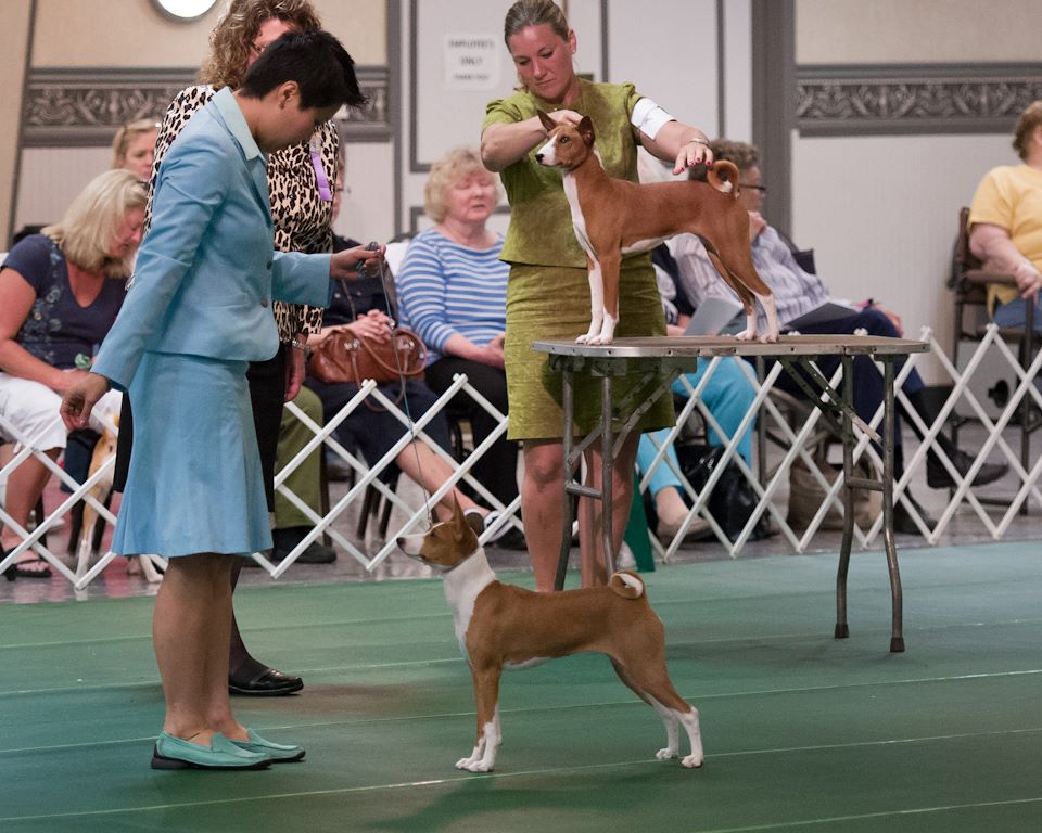 My 6 months old puppy show debut at National